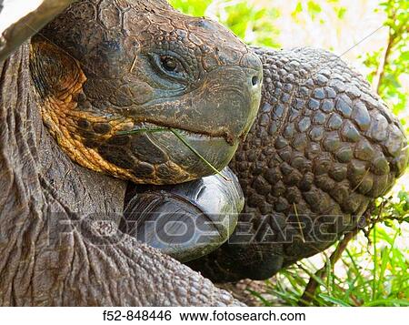 Stock Photograph - Giant Tortoise, Galapagos Islands, Ecuador. Fotosearch