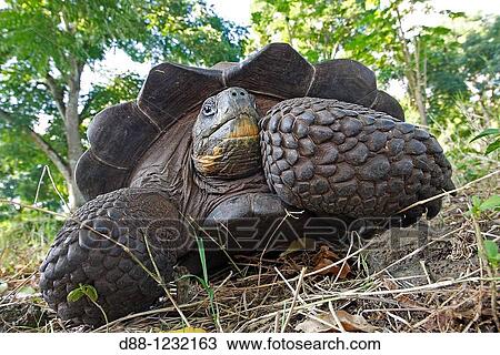 Stock Image - Giant Tortoise, Geochelone elephantopus.. Fotosearch