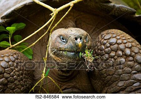 Picture - Giant Tortoise in El Chato natural reserve, Finca Primicias, Indefatigable Island, Galapagos Islands, Ecuador. Fotosearch