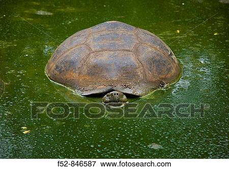 Giant Tortoise in El Chato natural reserve, Finca Primicias, Indefatigable Island, Galapagos Islands, Ecuador View Large Photo Image Stock Photo - Giant Tortoise in El Chato natural reserve, Finca Primicias, Indefatigable Island, Galapagos Islands, Ecuador. Fotosearch