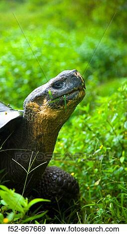 Giant Tortoise in El Chato natural reserve, Finca Primicias, Indefatigable Island, Galapagos Islands, Ecuador View Large Photo Image Stock Photo - Giant Tortoise in El Chato natural reserve, Finca Primicias, Indefatigable Island, Galapagos Islands, Ecuador. Fotosearch