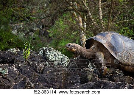 Giant Tortoise, Santa Cruz Island, Galapagos Islands, Ecuador View Large Photo Image Picture - Giant Tortoise, Santa Cruz Island, Galapagos Islands, Ecuador. Fotosearch