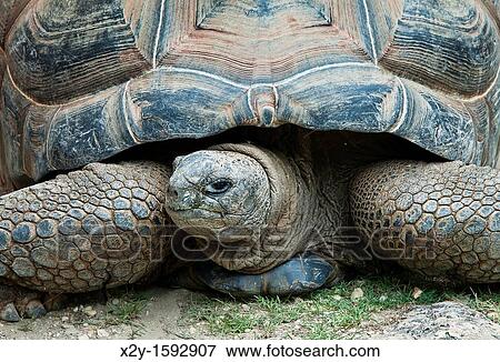 Giant tortoise View Large Photo Image Stock Photo - Giant tortoise. Fotosearch