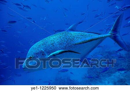 Stock Image - Giant trevally swimming among school of fishes. Fotosearch