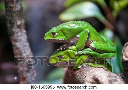 Stock Photography - Giant Waxy Monkey Frog (Phyllomedusa bicolor). Fotosearch