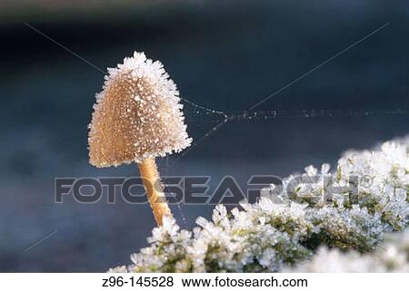 Gill fungi (Hygrophorus sp. ) View Large Photo Image Stock Photo - Gill fungi (Hygrophorus sp. ). Fotosearch