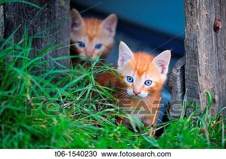 Ginger kitten in garden Felis catus France View Large Photo Image Stock Image - Ginger kitten in garden Felis catus France. Fotosearch