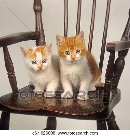 Ginger Kittens in Chair View Large Photo Image Stock Photo - Ginger Kittens in Chair. Fotosearch