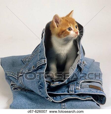 Ginger Kittens in Jeans View Large Photo Image Stock Photo - Ginger Kittens in Jeans. Fotosearch