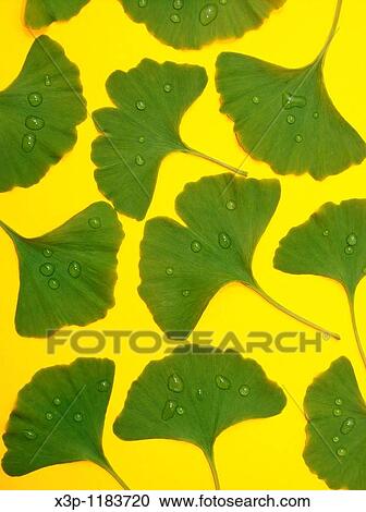 Ginkgo niloba leaves View Large Photo Image Stock Image - Ginkgo niloba leaves. Fotosearch