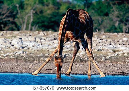 Giraffe (Girafa camelopardalis). Etosha National Opark. Namibia View Large Photo Image Stock Image - Giraffe (Girafa camelopardalis). Etosha National Opark. Namibia. Fotosearch