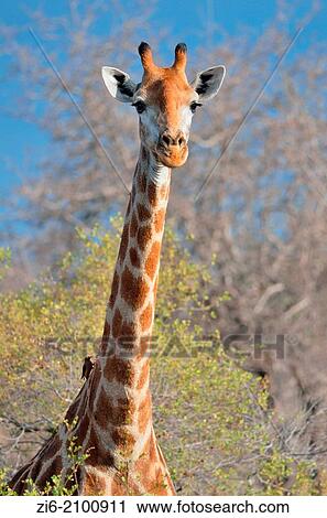 Giraffe, Giraffa camelopardalis and Red-billed Oxpecker, Buphagus erythrorhynchus, Kruger National Park, South Africa. View Large Photo Image Stock Image - Giraffe, Giraffa camelopardalis and Red-billed Oxpecker, Buphagus erythrorhynchus, Kruger National Park, South Africa.. Fotosearch