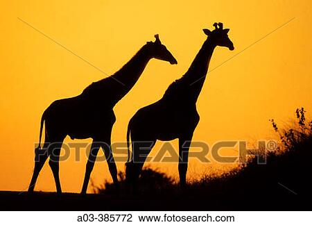 Giraffe (Giraffa camelopardalis) at dusk. Kruger National Park, South Africa View Large Photo Image Stock Image - Giraffe (Giraffa camelopardalis) at dusk. Kruger National Park, South Africa. Fotosearch