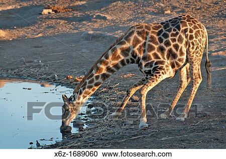 Giraffe giraffa camelopardalis drinking from waterhole in Etosha National park View Large Photo Image Stock Image - Giraffe giraffa camelopardalis drinking from waterhole in Etosha National park. Fotosearch