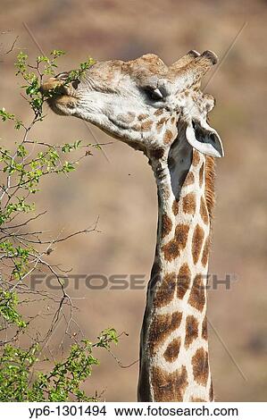 Giraffe, Giraffa camelopardalis, eating leaves from a tree, Pilanesberg National Park, South Africa View Large Photo Image Picture - Giraffe, Giraffa camelopardalis, eating leaves from a tree, Pilanesberg National Park, South Africa. Fotosearch