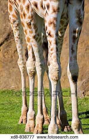 giraffe Giraffa camelopardalis legs View Large Photo Image Stock Photo - giraffe Giraffa camelopardalis legs. Fotosearch