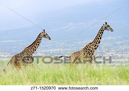 Giraffe (Giraffa camelopardalis), Rift Valley, Tanzania View Large Photo Image Stock Image - Giraffe (Giraffa camelopardalis), Rift Valley, Tanzania. Fotosearch