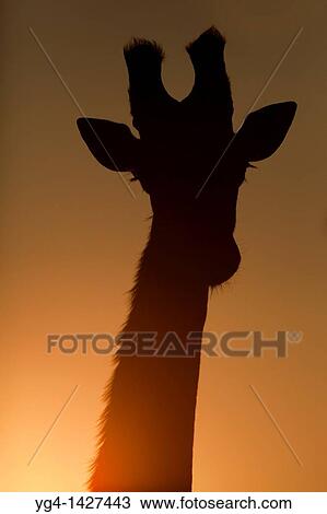 Giraffe Giraffa Camelopardalis Silhouette, front profile Hluhluwe Imfolozi Game Reserve Kwazulu-Natal, South Africa November 2010 View Large Photo Image Stock Image - Giraffe Giraffa Camelopardalis Silhouette, front profile Hluhluwe Imfolozi Game Reserve Kwazulu-Natal, South Africa November 2010. Fotosearch