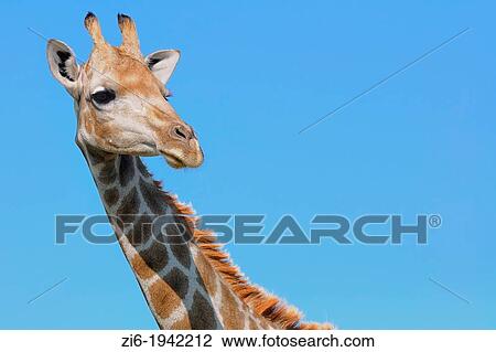 Giraffe, Giraffa camelopardalis, walking, Kgalagadi Transfrontier Park, Northern Cape, South Africa. View Large Photo Image Stock Image - Giraffe, Giraffa camelopardalis, walking, Kgalagadi Transfrontier Park, Northern Cape, South Africa.. Fotosearch