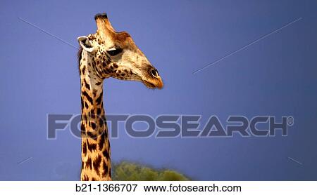 Giraffe (Giraffa camelopardalis), Moremi Game Reserve, Botswana View Large Photo Image Stock Photo - Giraffe (Giraffa camelopardalis), Moremi Game Reserve, Botswana. Fotosearch