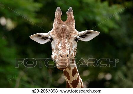 Giraffe, Giraffa camelopardalis reticulata, captive, Germany. View Large Photo Image Stock Photo - Giraffe, Giraffa camelopardalis reticulata, captive, Germany.. Fotosearch