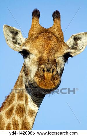 Stock Photography - Giraffe Giraffe camelopardalis, Kruger National Park, South Africa. Fotosearch
