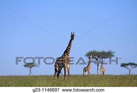 Giraffe in Masai Mara View Large Photo Image Stock Photo - Giraffe in Masai Mara. Fotosearch