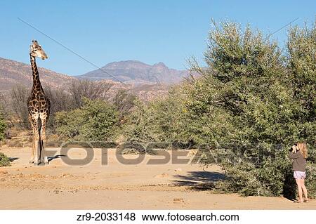Giraffe looking at a young girl hiding near a bush, Inverdoorn Game Reserve, Karoo desert, South Africa. View Large Photo Image Stock Photo - Giraffe looking at a young girl hiding near a bush, Inverdoorn Game Reserve, Karoo desert, South Africa.. Fotosearch