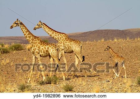Giraffes (Giraffa camelopardalis), in the Kalahari desert, Purros, Kunene region, Namibia. View Large Photo Image Stock Photograph - Giraffes (Giraffa camelopardalis), in the Kalahari desert, Purros, Kunene region, Namibia.. Fotosearch
