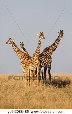 Giraffes (Giraffa camelopardalis) in savannah, Masai Mara, Kenya. View Large Photo Image Stock Photography - Giraffes (Giraffa camelopardalis) in savannah, Masai Mara, Kenya.. Fotosearch