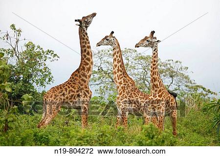 Stock Image - Giraffes (Giraffa camelopardalis), Arusha National Park, Tanzania. Fotosearch