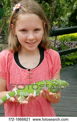 Girl and endangered Fiji crested iguana Brachylophus vitiensis, Kula Eco Park, Coral Coast, Viti Levu, Fiji, South Pacific View Large Photo Image Stock Image - Girl and endangered Fiji crested iguana Brachylophus vitiensis, Kula Eco Park, Coral Coast, Viti Levu, Fiji, South Pacific. Fotosearch