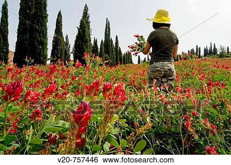 Girl collecting flowers, Crete senesi, Siena province, Tuscany, Italy View Large Photo Image Stock Photograph - Girl collecting flowers, Crete senesi, Siena province, Tuscany, Italy. Fotosearch