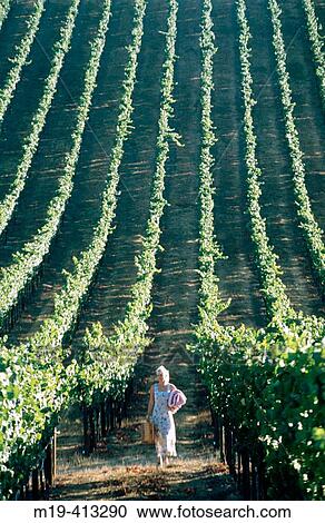 girl going on a picnic in a vinyard View Large Photo Image Stock Image - girl going on a picnic in a vinyard. Fotosearch