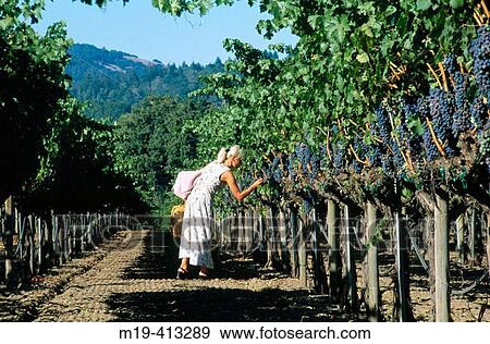 Stock Photo - girl going on a picnic in a vinyard. Fotosearch
