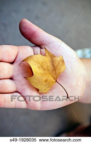Girl Holding Autumn Leaf View Large Photo Image Stock Photography - Girl Holding Autumn Leaf. Fotosearch