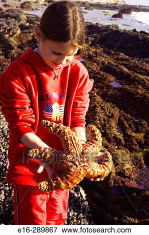girl holding starfish at tide pools View Large Photo Image Stock Photo - girl holding starfish at tide pools. Fotosearch