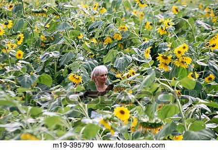 girl in a Sunflower field View Large Photo Image Stock Image - girl in a Sunflower field. Fotosearch