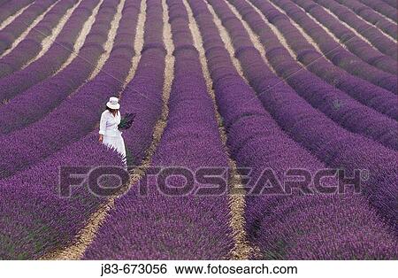 Girl in Lavender field, Plateau de Vaucluse, Sault, Provence, France. View Large Photo Image Stock Photograph - Girl in Lavender field, Plateau de Vaucluse, Sault, Provence, France.. Fotosearch
