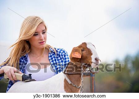 Girl is trimming a livestock Boer goat, preparing it for a stock show in Texas, USA. View Large Photo Image Stock Photograph - Girl is trimming a livestock Boer goat, preparing it for a stock show in Texas, USA.. Fotosearch