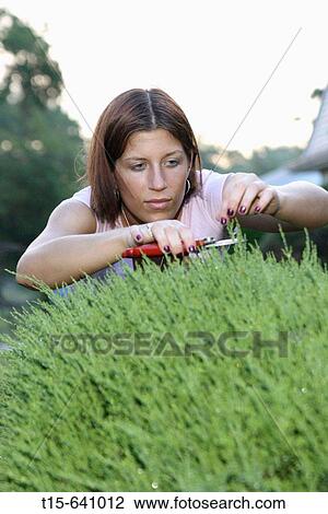 Girl trimming bush with a pair of scissors View Large Photo Image Stock Image - Girl trimming bush with a pair of scissors. Fotosearch