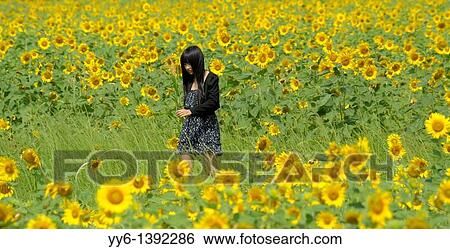 girl walking through sunflower field, sunflower fields of lopburi, and saraburi, central Thailand View Large Photo Image Stock Photograph - girl walking through sunflower field, sunflower fields of lopburi, and saraburi, central Thailand. Fotosearch