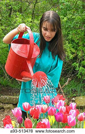 Girl watering tulips (Tulipa hybr. ) View Large Photo Image Stock Photo - Girl watering tulips (Tulipa hybr. ). Fotosearch