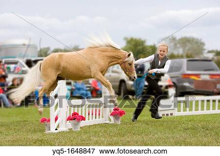 girl with pony jumping oxer at fair, released, North America, Canada, Ontario View Large Photo Image Stock Photo - girl with pony jumping oxer at fair, released, North America, Canada, Ontario. Fotosearch