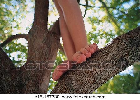 Girl's feet in tree View Large Photo Image Stock Image - Girl's feet in tree. Fotosearch