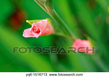 Stock Image - Gladiola buds close up, shallow depth of field. Fotosearch