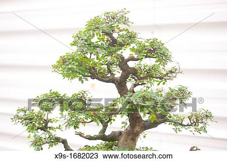 glass bonsai View Large Photo Image Stock Image - glass bonsai. Fotosearch