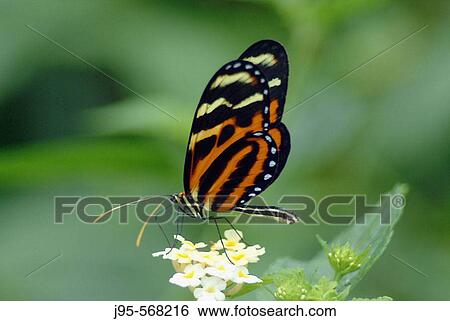Glassywing Butterfly (Lycorea cleobaea). Monteverde, Costa rica View Large Photo Image Stock Photograph - Glassywing Butterfly (Lycorea cleobaea). Monteverde, Costa rica. Fotosearch