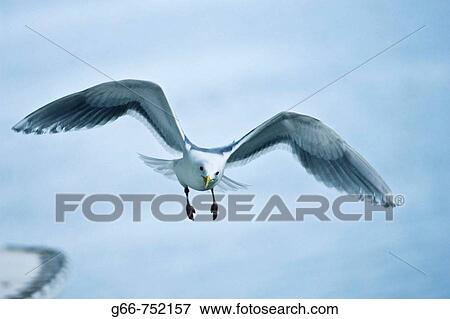 Glaucous-winged Gull (Larus glacescens) View Large Photo Image Stock Photo - Glaucous-winged Gull (Larus glacescens). Fotosearch
