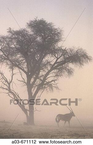 Global Warming, Sandstorm and Gemsbok oryx at 40C temperatures, Kgalagadi Transfrontier Park, South Africa View Large Photo Image Stock Image - Global Warming, Sandstorm and Gemsbok oryx at 40C temperatures, Kgalagadi Transfrontier Park, South Africa. Fotosearch